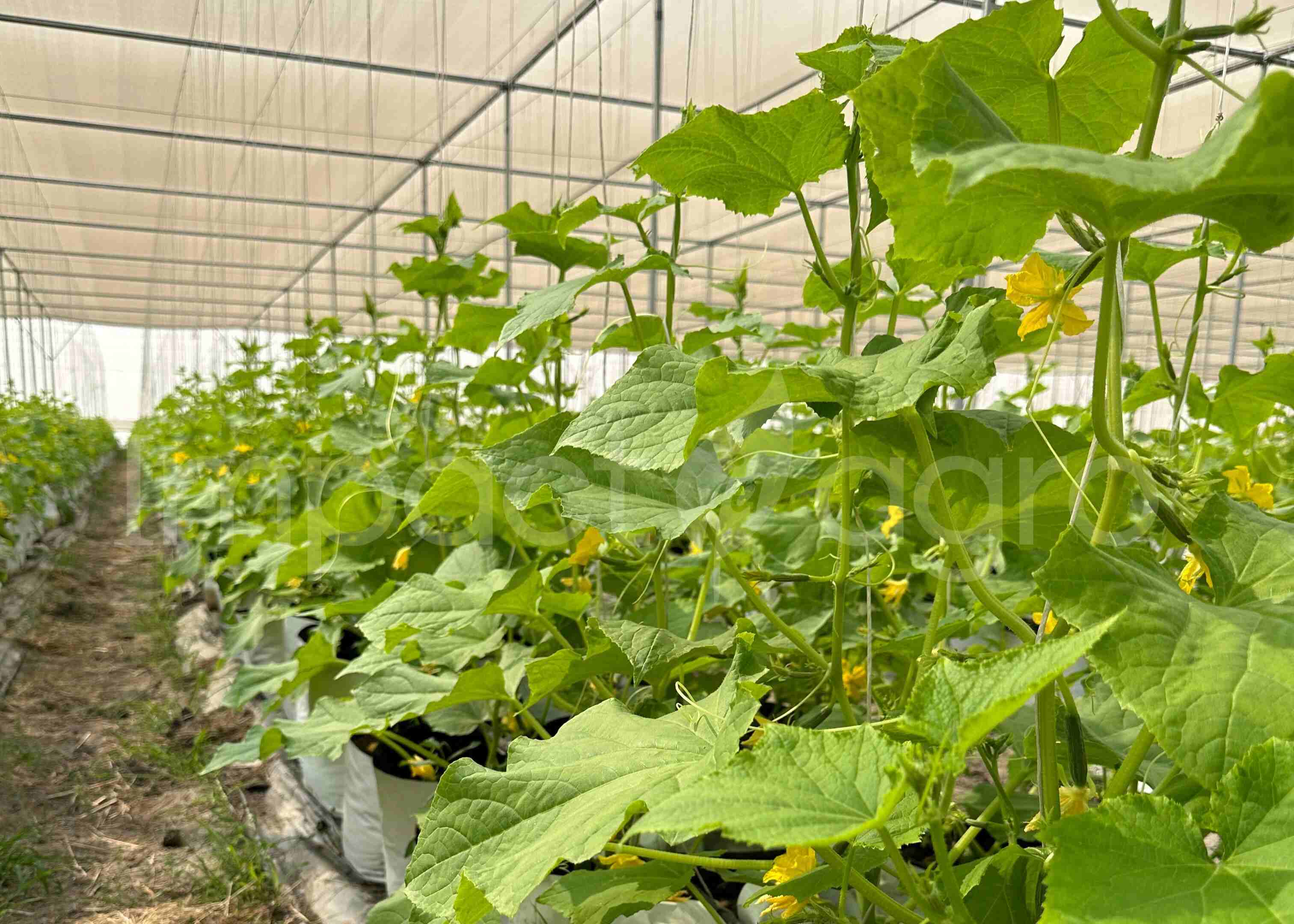 Impactagro Agricultural Products